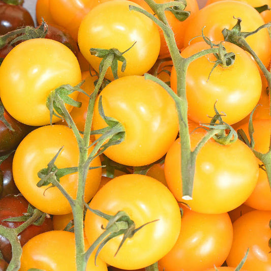 Tomato 'Golden Sunrise' Seeds