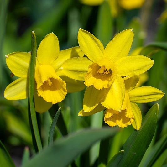 How to Grow Daffodils (Narcissi)