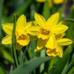 How to Grow Daffodils (Narcissi)