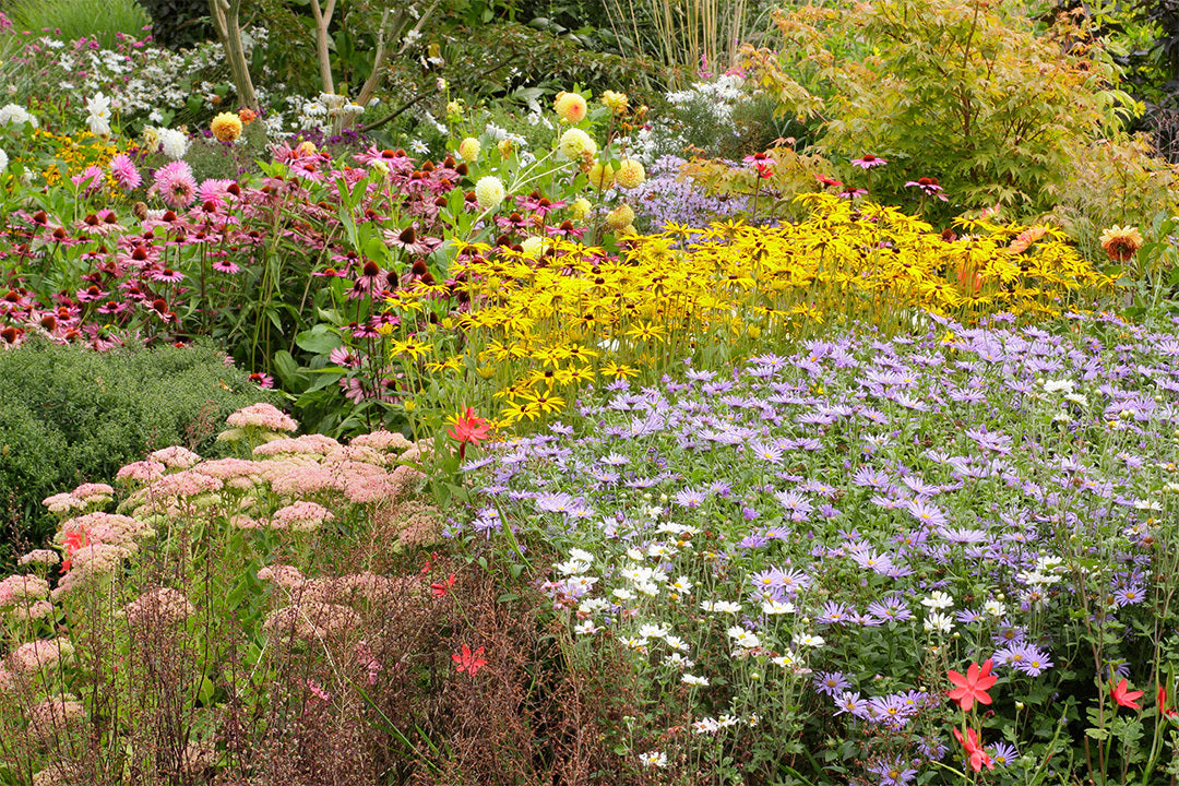 Colourful late summer garden border with Aster x frikartii 'Mönch’, Echinacea purpurea ‘Magnus’, and Rudbeckia fulgida var. sullivantii ‘Goldsturm’.