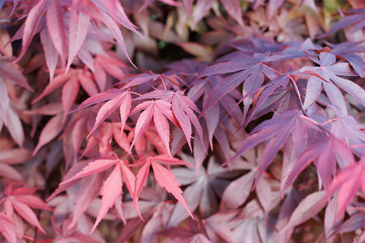 Close up of Acer 'Atropurpureum', a purple Japanese maple with deeply lobed leaves.