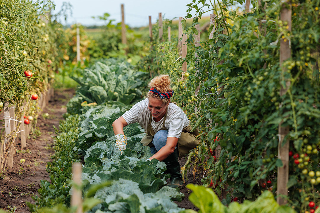 A woman tending to a row of cabbages in an allotment garden. On either side are rows of tomato plants with red and green tomatoes.