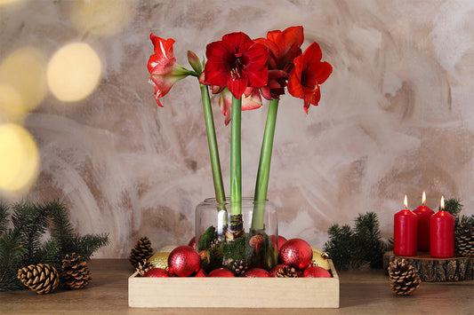Festive display of red amaryllis flowers in a vase. The vase is set in a wooden tray filled with pinecones and red baubles on a shelf with pine cones and red candles.