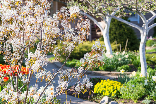 Amerlanchier trees in bloom in a garden setting.