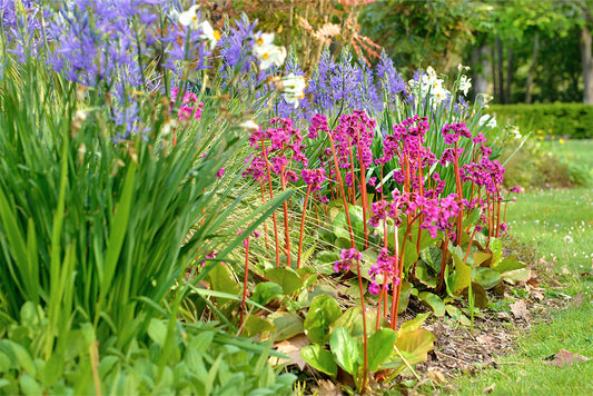 April flower bed with bergenias, narcissus and camassia.