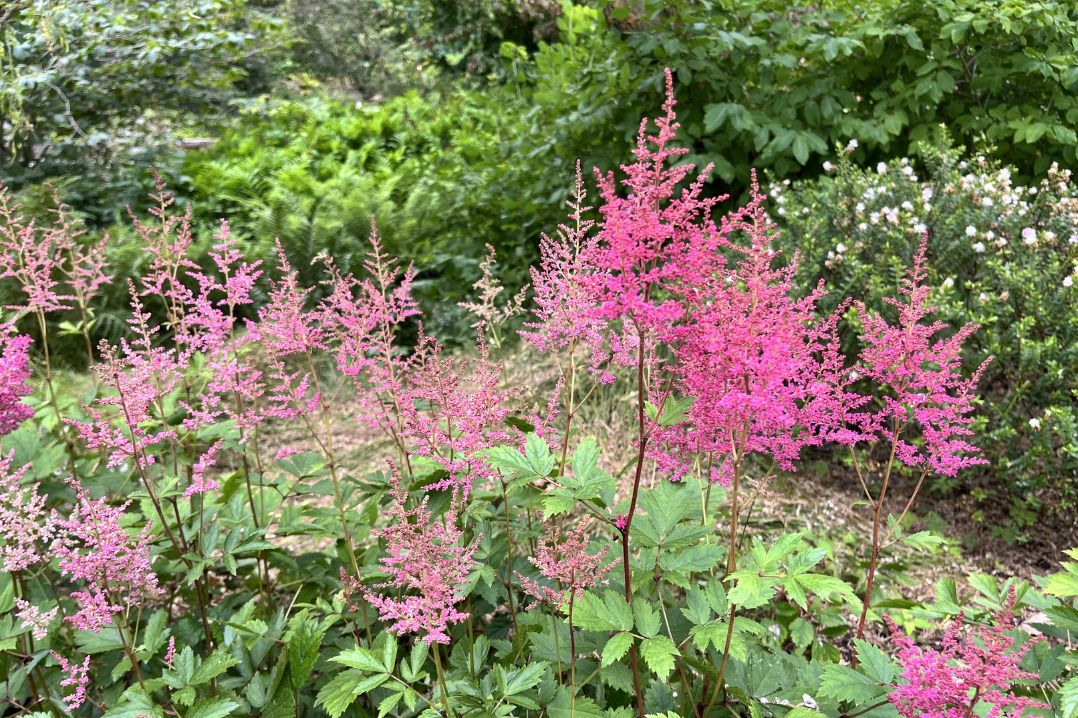 Astilbe plant with vivid pink flowers blooms in front of a backdrop of evergreen shrubs.