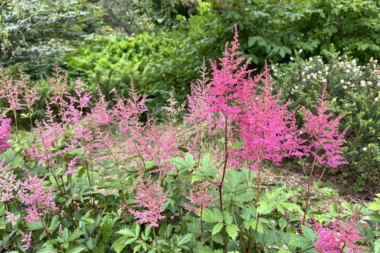 Astilbe plant with vivid pink flowers blooms in front of a backdrop of evergreen shrubs.
