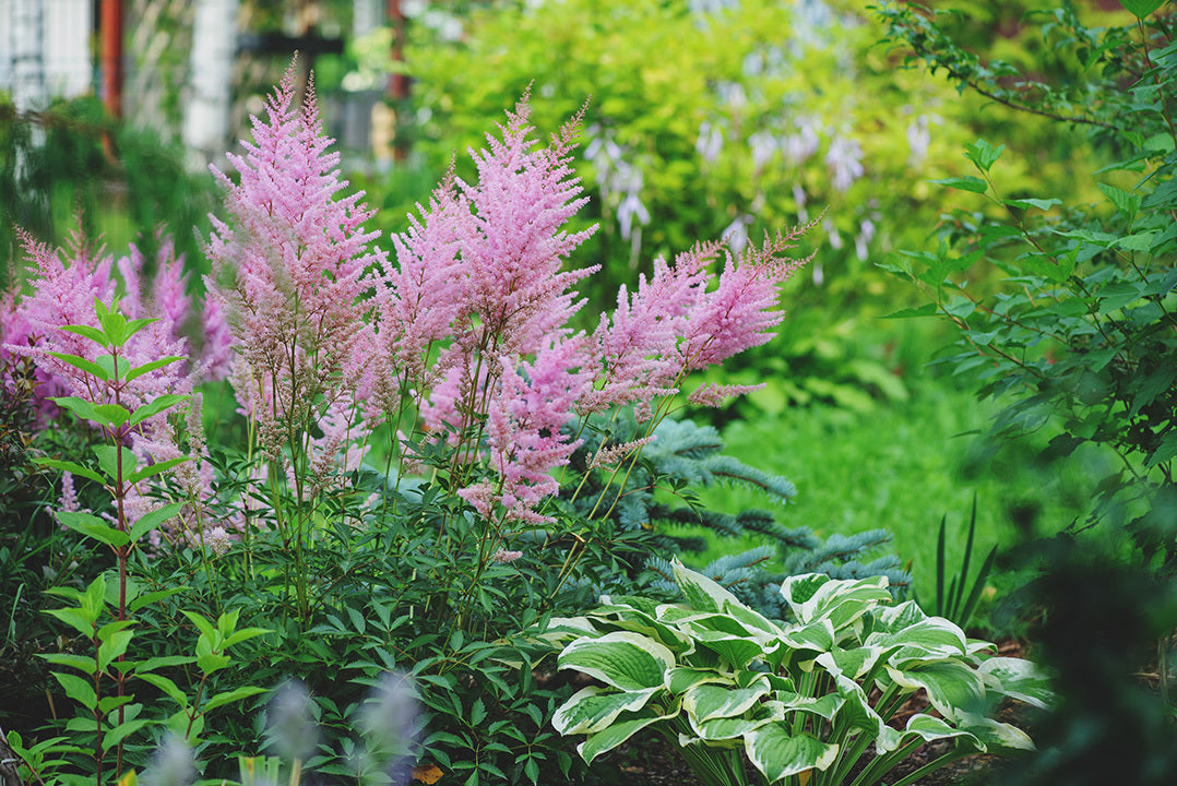 A pink astilbe and variagated hosta are wonderful plants for shade - they brighten up a shady garden bed