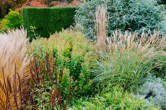 How to Choose the Best Ornamental Grasses for Your Garden