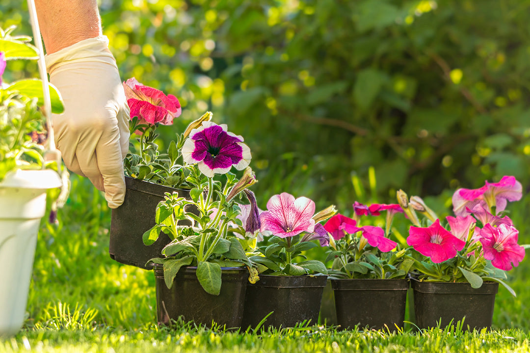 Small Flowerpots in a line with transplanted petunia plants against the backdrop of a sunny yard and green lawn. The plants have pink and purple flowers.