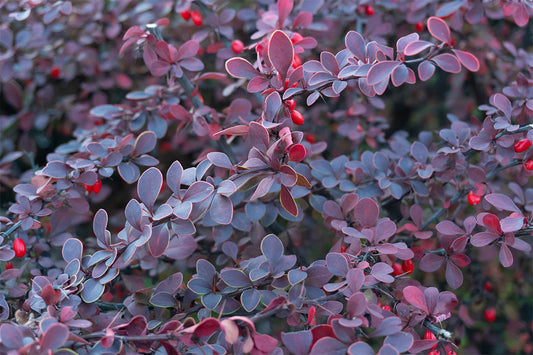 Close up of Japanese barberry (Berberis thunbergii) showing the dark red-purple leaves and bright red berries.