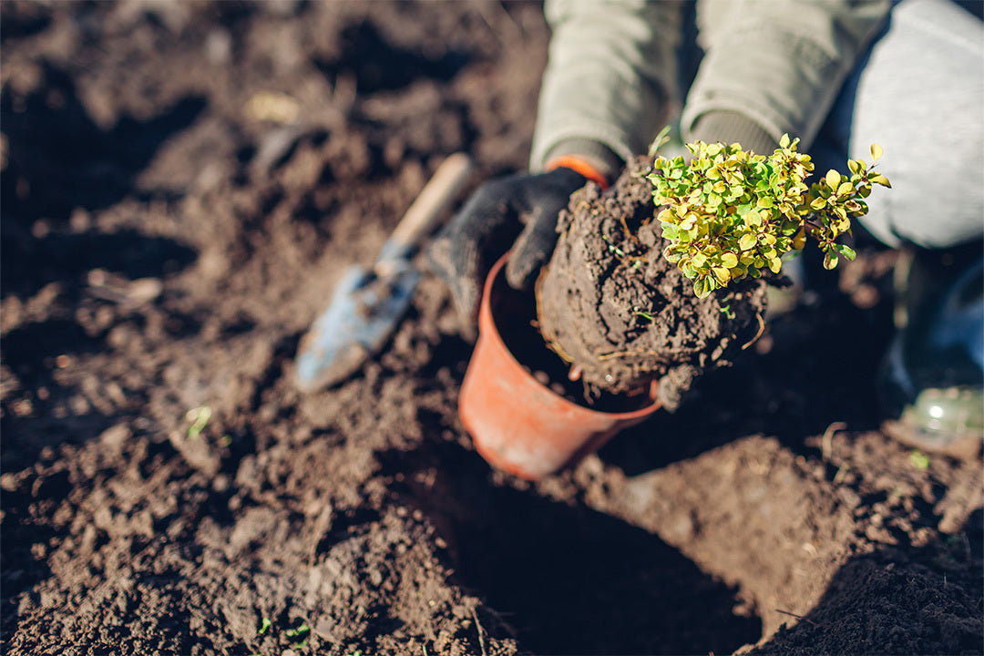 Gardener removing a young berberis shrub from its pot to plant it in the ground.