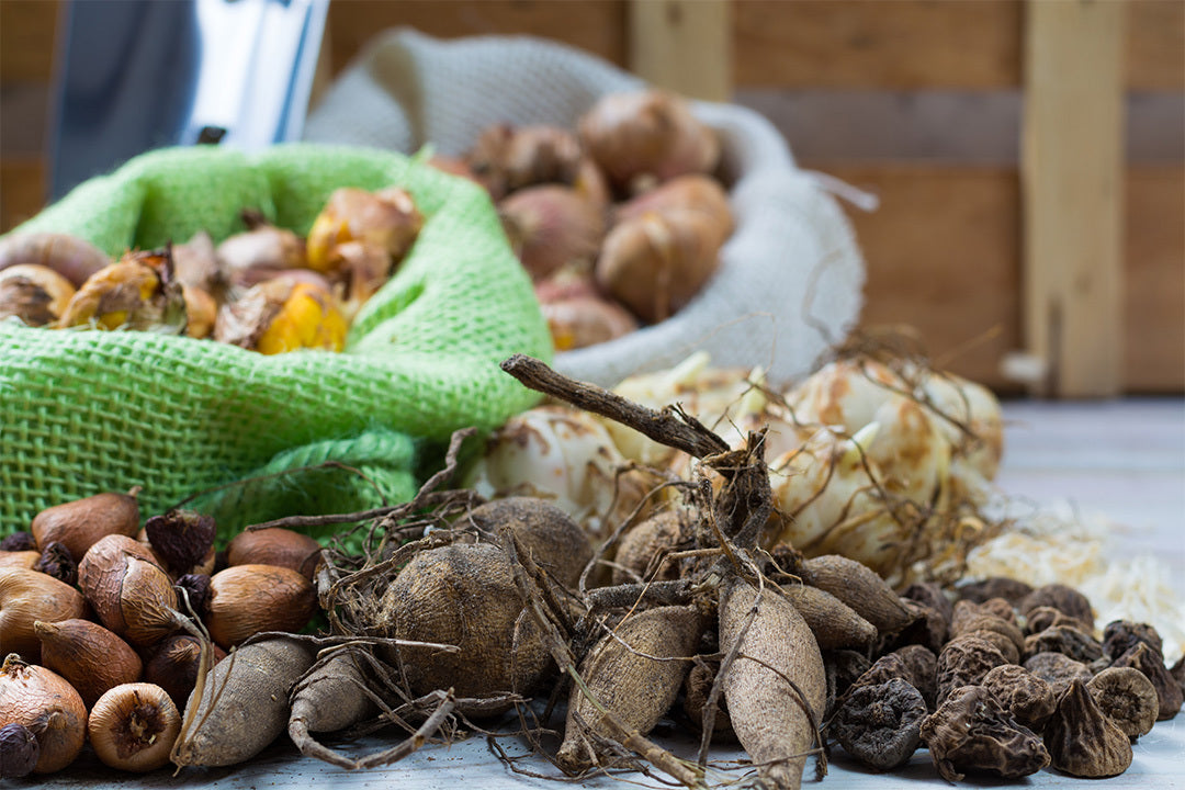 A mixture of bulbs, and tubers laid out on a white floor with more bulbs in two bags behind them.