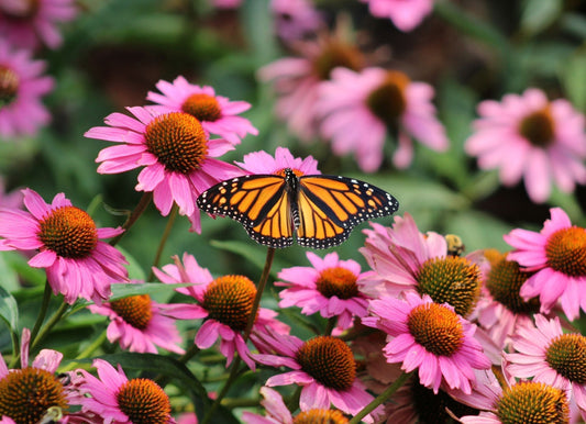A Monarch butterfly perches on a purple coneflower. Echinacea purpurea has daisy-like flowers with a prominent cone.