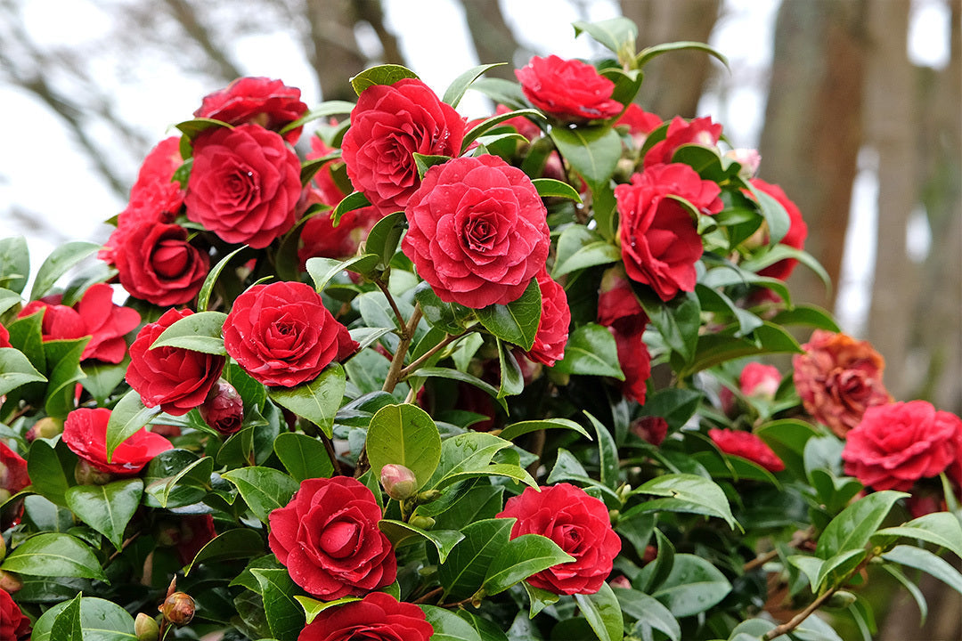 How to Grow Camellias