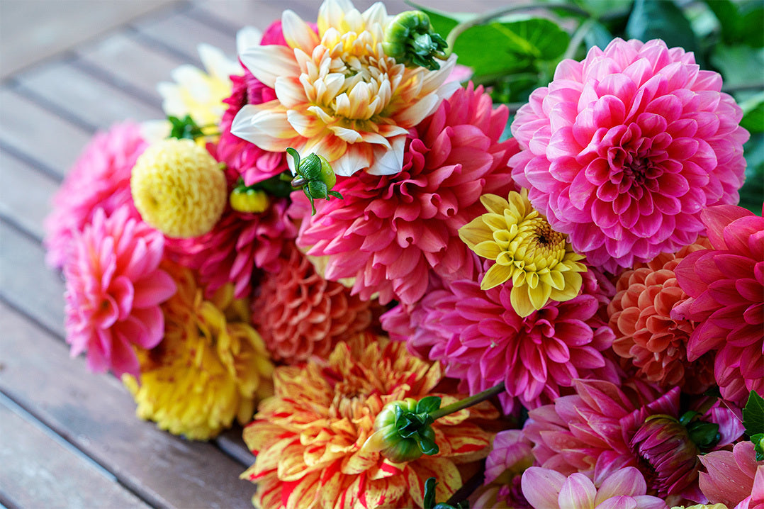 Close up of a dahlia bouquet with a variety of pink, yellow and peach dahlia flowers.