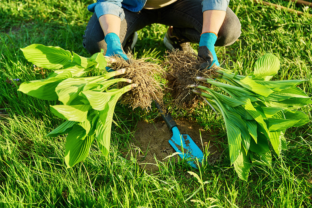 Gardener holding two halves of a hosta plant that has been divided.