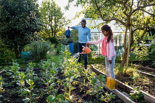 Father and daughter use colourful watering cans to water broad beans in a vegetable bed or allotment.
