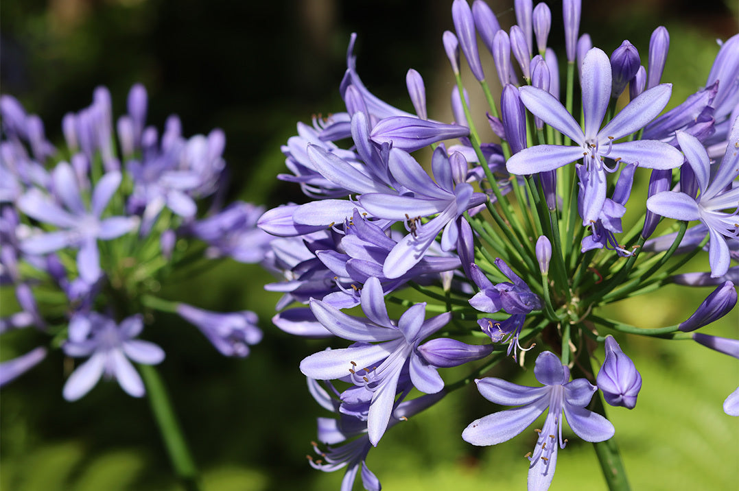 Close up of blue agapanthus flower. The star-shaped flowers are a violet blue with a thin purple streak on each petal. They are clustered in spherical flowerheads.