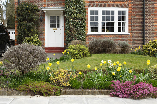 A front garden with a small lawn and flower beds including shrubs, heather, daffodils and lavender. Climbing plants grow around the front door and there is a car parked on a driveway to the left.