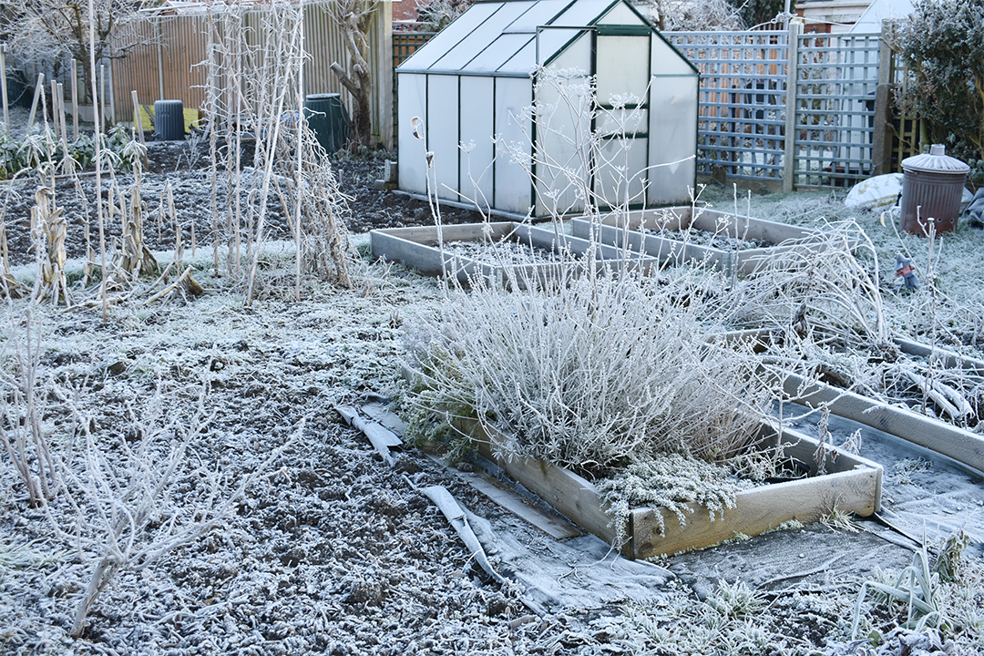 An allotment on a winter's morning. Frost covers the greenhouse, empty vegetables beds and bare shrubs.
