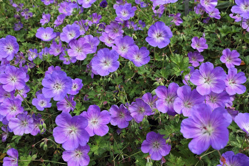 Close up of Geranium 'Rozanne', a popular hardy geranium with violet-blue flowers.