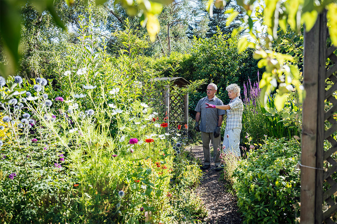 Older man and woman standing on a garden path between two flower beds discussing what jobs to do in the garden. The sun shines on cosmos, poppies and thistles.