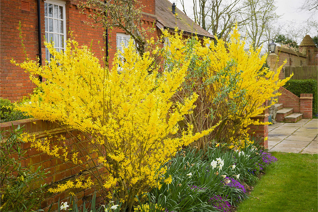 Forsythia shrubs with bright yellow flowers are planted in a bed in front of a red-brick house. Underneath the forsythias are narcissi.