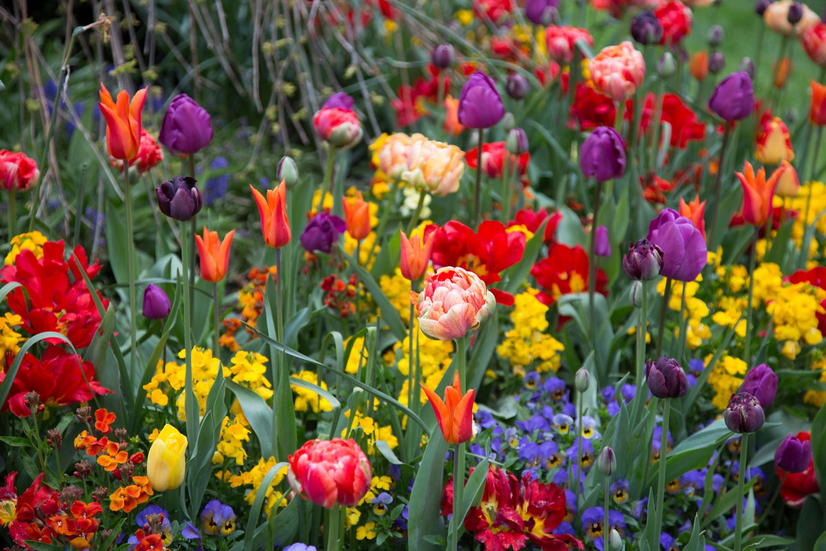 Vibrant spring flowers in shades of red, purple, yellow and blue, including different varieties of tulips.