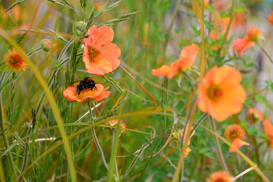 Close up of orange geum flowers with a blurred background of grasses. A bee feeds on one of the flowers.