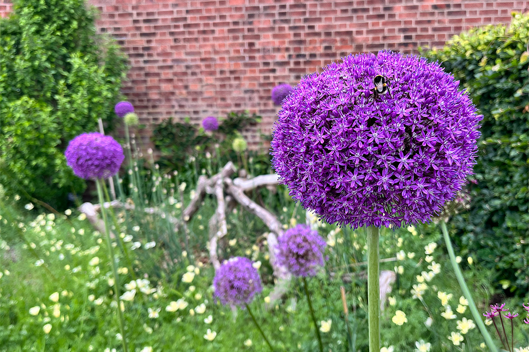 Giant allium flowerhead with a bee feeding from the nectar. Behind are other alliums and flowers.