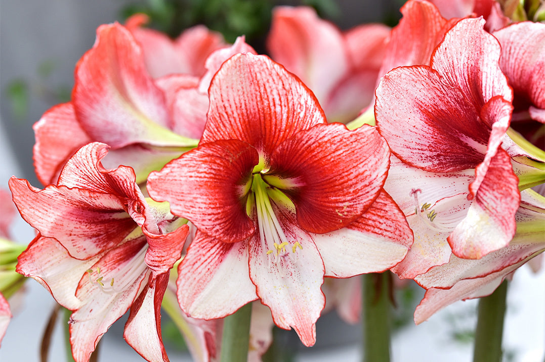 An amaryllis plant with large, trumpet shaped flowers. The amaryllis flowers have white petals, heavily veined and rimmed with crimson.