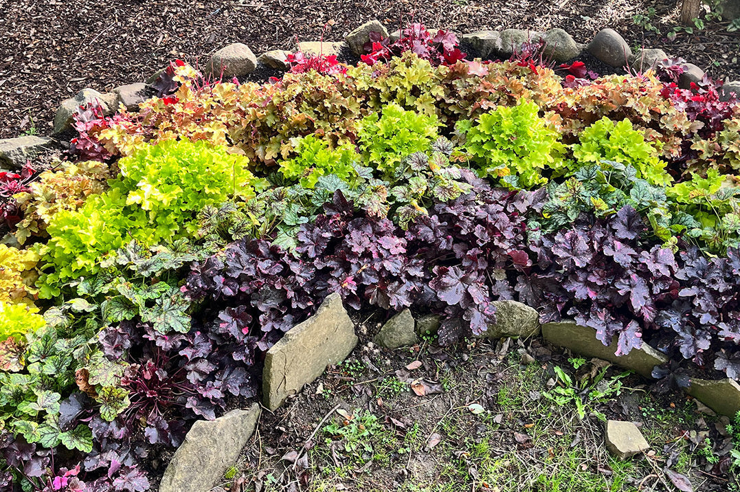 A curved, rainbow-shaped bed bordered with Yorkshire stone and planted with rows of colourful red, orange, yellow, green and purple heucheras to create a rainbow effect.