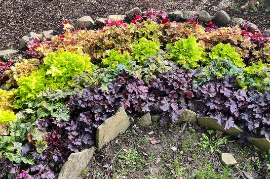 A curved, rainbow-shaped bed bordered with Yorkshire stone and planted with rows of colourful red, orange, yellow, green and purple heucheras to create a rainbow effect.