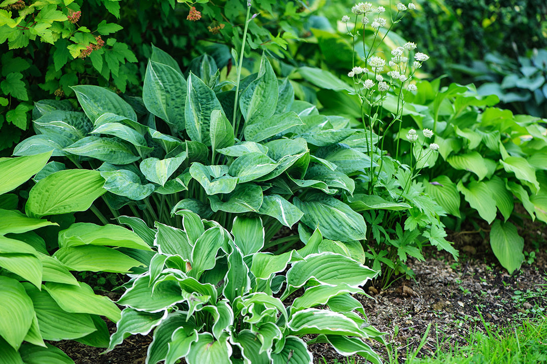 Different varieties of hosta plants grow together in a shady border.