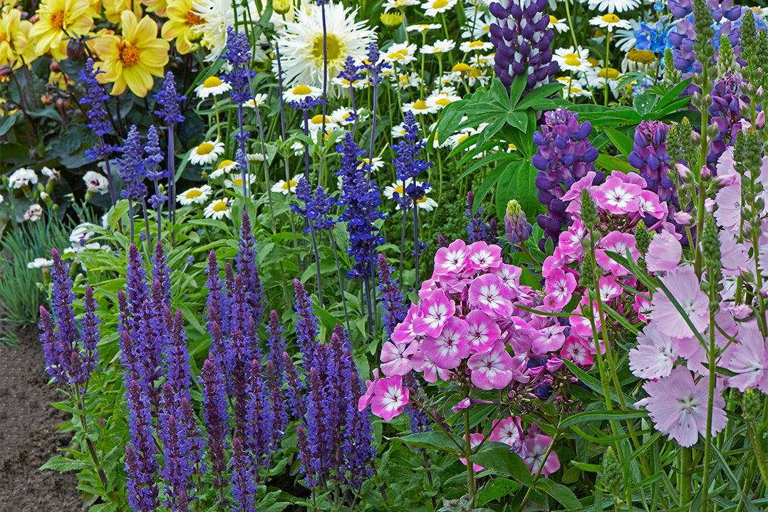 A colourful summer border planted with pink phlox, purple salvia, yellow dahlias and lilac lupins.