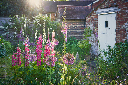 A cottage garden border with foxgloves, alliums and lupins bathed in evening sunlight.