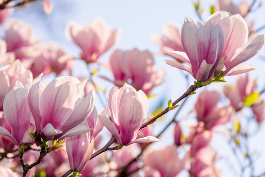 Close up of magnolia blossoms in spring. This variety has tulip-shaped blooms with white petals deeply flushed with pink.
