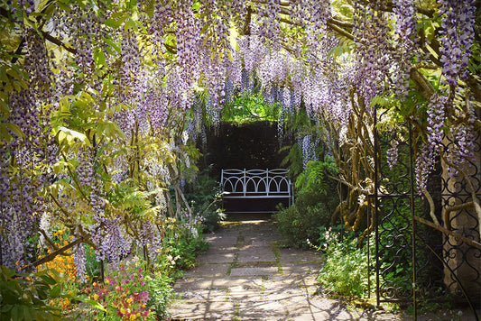 A wisteria-covered arch frames a flagged path leading to a bench. The wisteria is in bloom, with racemes of lilac flowers handing down from the arched tunnel.