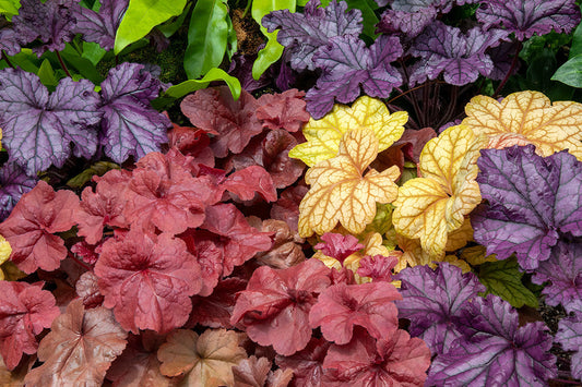 Close up of purple, red and yellow heucheras