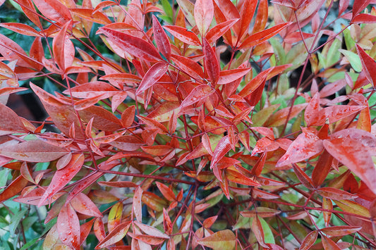 Close up of Nandina domestica. The nandina plant has narrow, pointed red leaves and red stems.