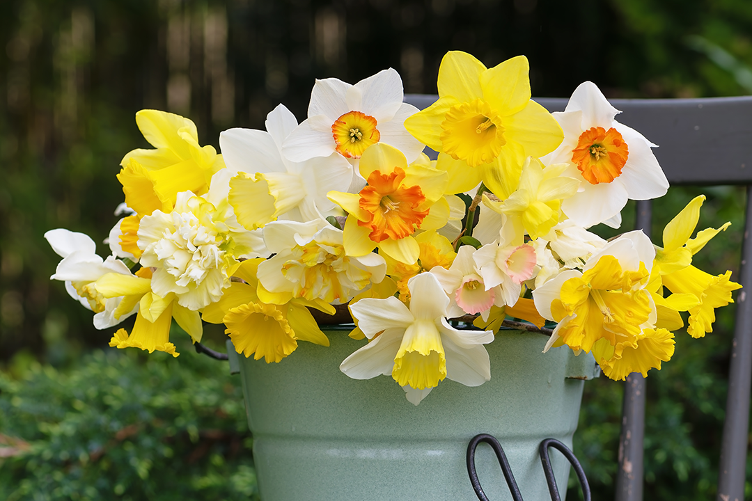 Complete Guide to the 13 Types of Daffodils