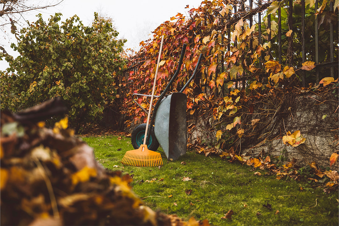 Yellow rake and wheelbarrow propped up in an autumnal looking garden. There is a pile of leaves in the foreground and a deciduous climbing plant with red and yellow leaves along a wall and fence on the right.