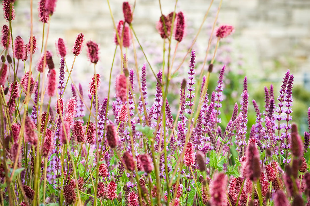 Close up of Salvia nemarosa and Sanguisorba officinalis (Great burnet). Salvia nemarosa has spikes of small purple flowers. Sanguisorba officinalis is taller with dark red, egg-shaped flowerheads.