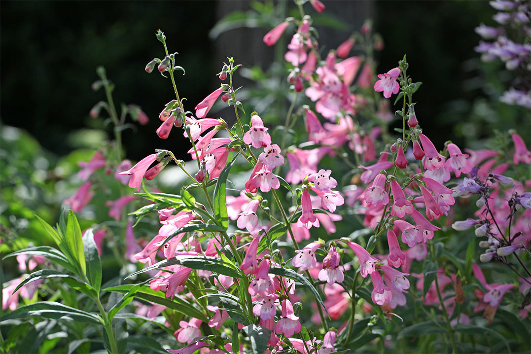 Penstemon 'Apple Blossom' has spikes of tubular pink flowers. Grow penstemon in a sunny bed or pot.