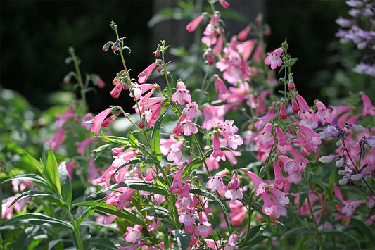 Penstemon 'Apple Blossom' has spikes of tubular pink flowers. Grow penstemon in a sunny bed or pot.