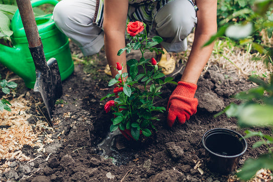 A gardener wearing red gloves plants a rose bush in the ground. The rose has read flowers and dark green leaves. Next to the gardener is a spade and a green watering can.