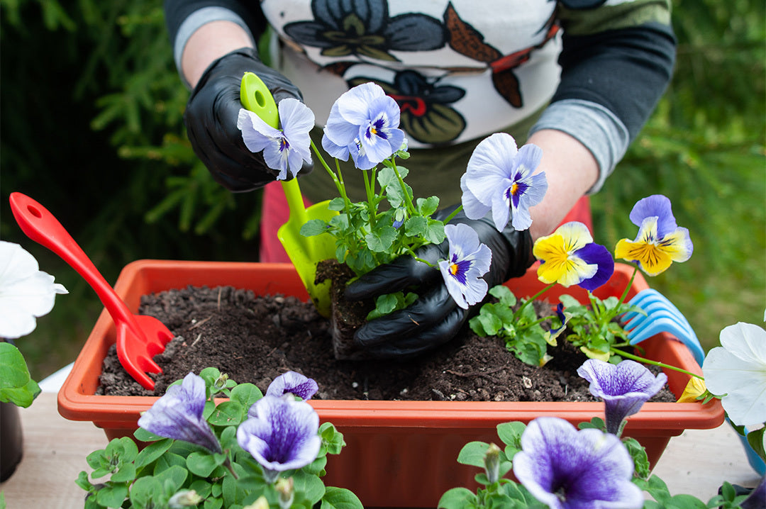 Gardener plants winter pansies in a bright red trough filled with compost.