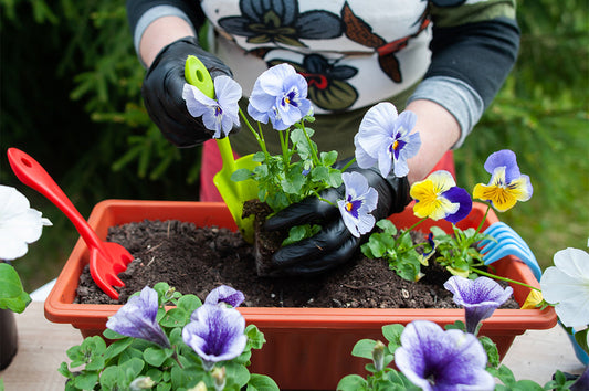 Gardener plants winter pansies in a bright red trough filled with compost.
