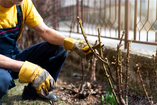 Man wearing yellow gloves prunes a rose bush in winter using secateurs